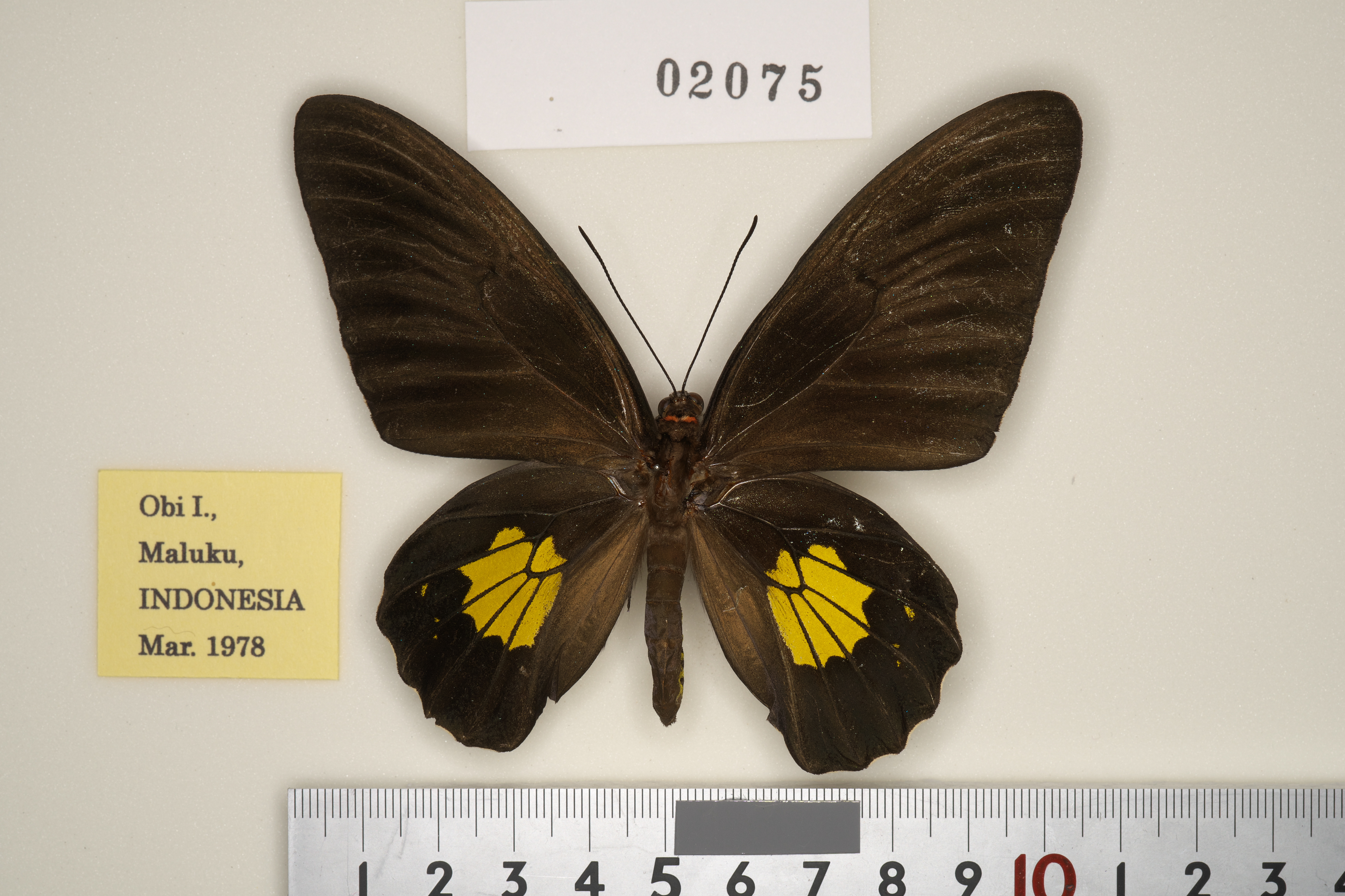 異常型☆オビトリバネアゲハ♂標本★前翅中室黒状帯抉られ型★深緑色 異常型☆オビトリバネアゲハ♂標本☆前翅中室黒状帯抉られ